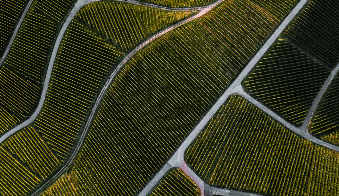 Aerial view of green vineyard